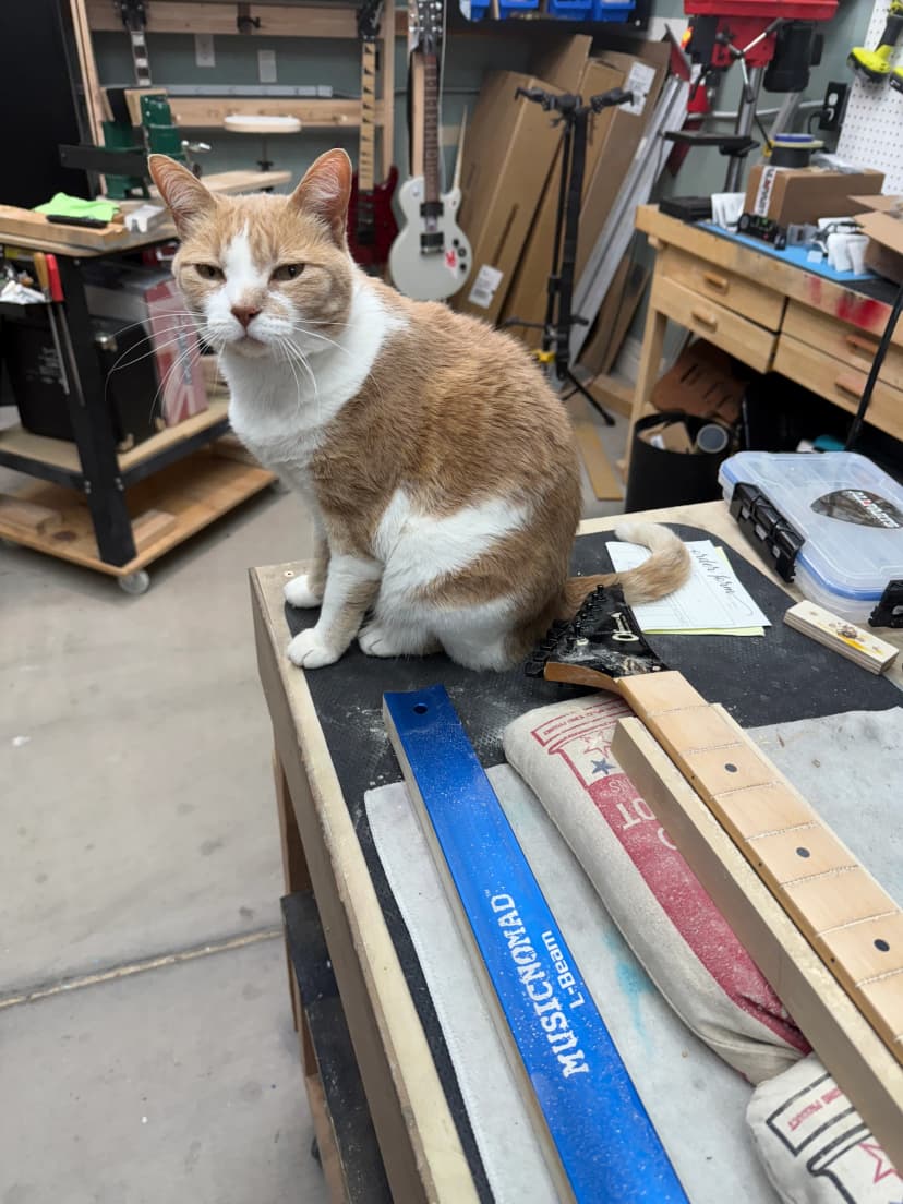 Shop Cat giving attitude