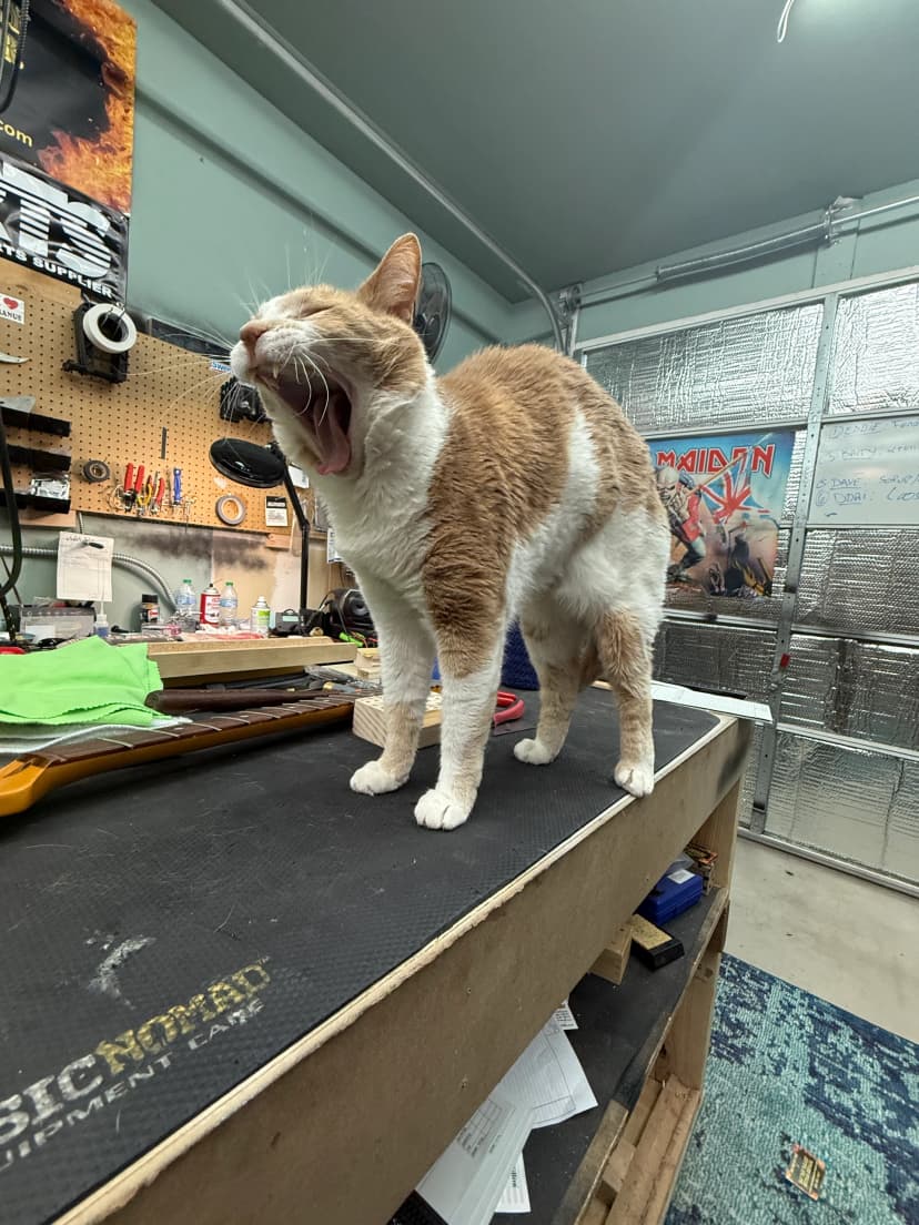 It's been a long day for Shop Cat
