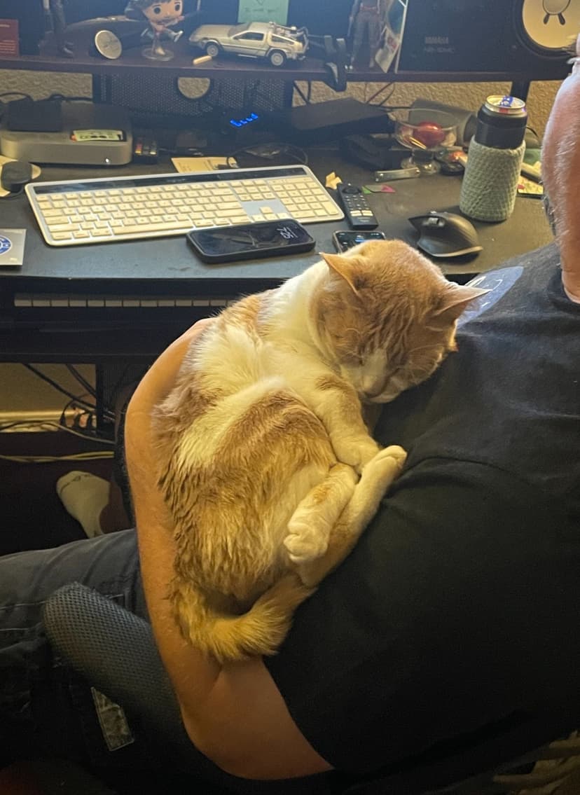 Orange and white cat curled up asleep in someone's arms at a desk with a keyboard and phone.