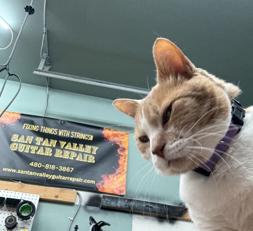 Lucy the Shop Cat peers into the camera near a workshop pegboard and a shop banner.